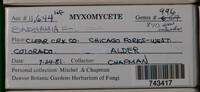 Badhamia foliicola image